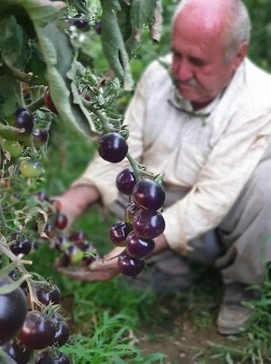 مزارع كردي ينتج “الطماطة السوداء” الاغلى في العالم