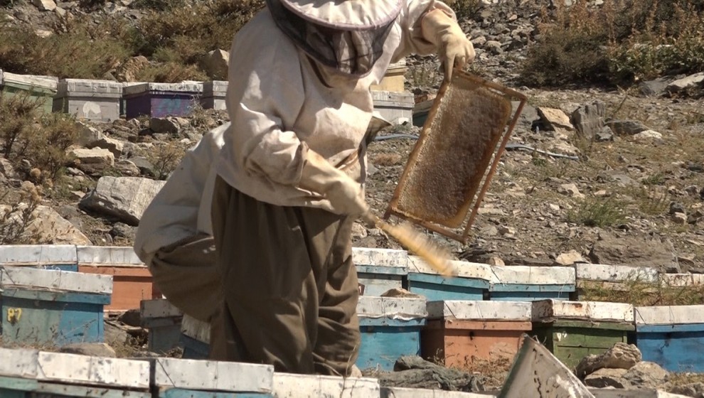 منطقة بيشدر في السليمانية نتنج ما يقارب  100 طن من العسل المحلي سنويا