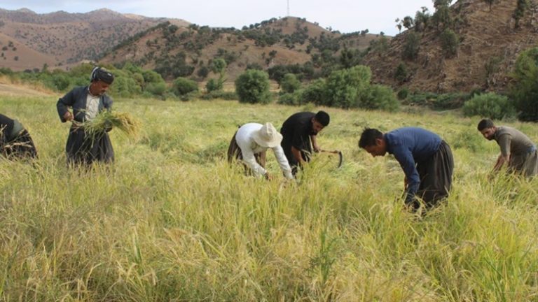 كردستان تسعى  لدعم قطاع الزراعة وجعله بديلاً للنفط أو موازياً له
